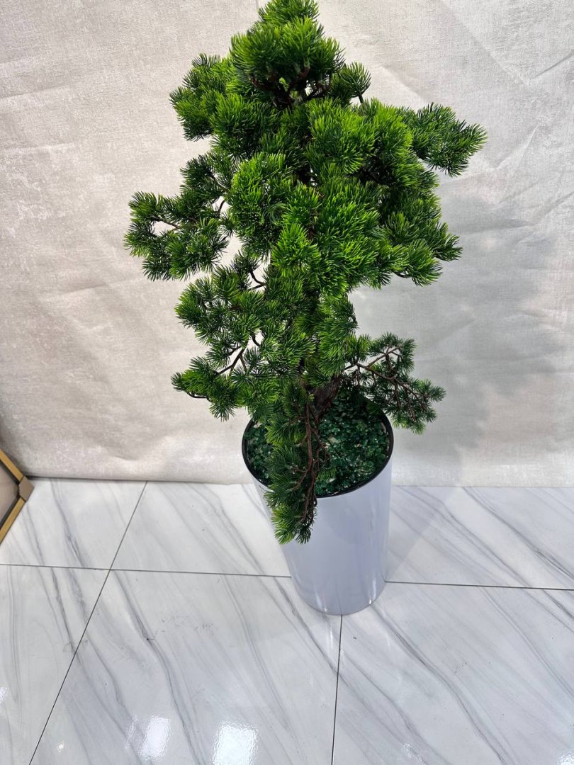 Dekorativ sun'iy bonsai daraxti — yapon uslubidagi egri natural poyali qarag'ay (sosna / archa), oq tuvakdagi premium interyer daraxti  18569   o.p.15Pd